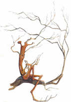 Picture of a Bowtruckle